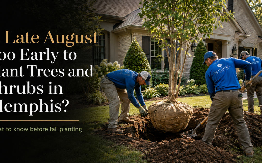 Landscaping crew planting a balled-and-burlapped tree at a Memphis home in late August.